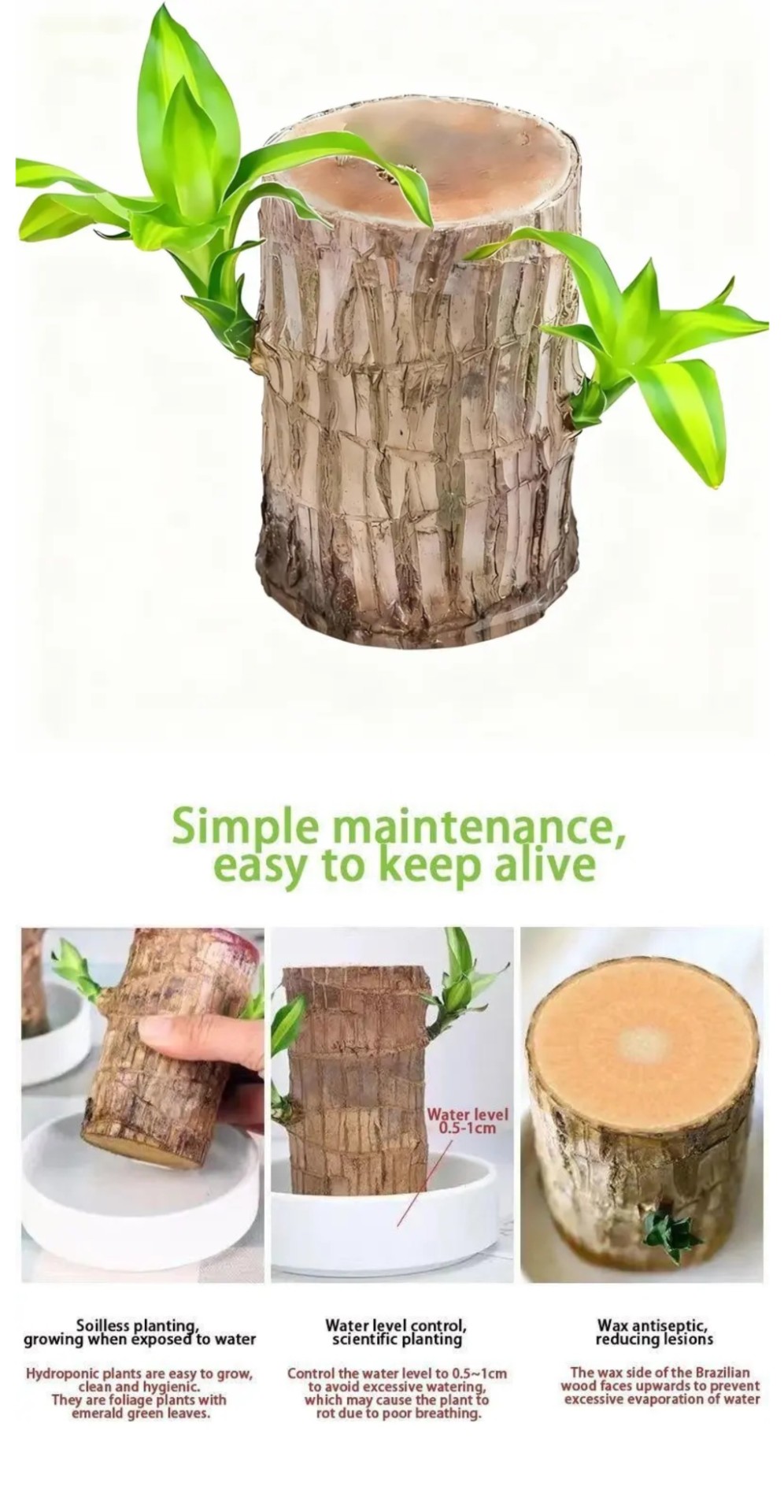 巴西幸运木：无土桌面易养净化植物