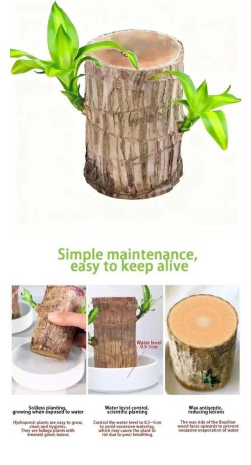 Vertical v-1条-2025/12/26 12:25:57