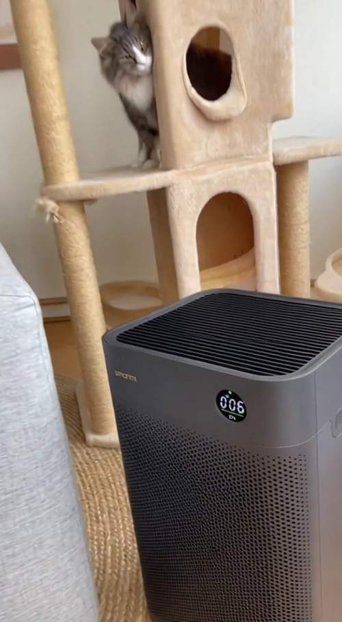 智能米空气净化器对抗猫味
