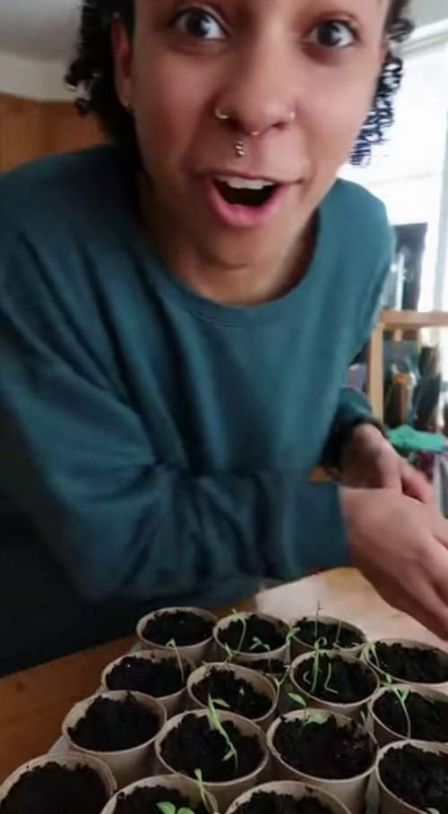 35种种子室内阳台自种日常