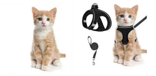 布偶猫骑车滑稽追逐与背带救援